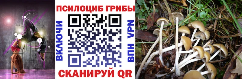 купить   Никольск  Галлюциногенные грибы Psilocybe 